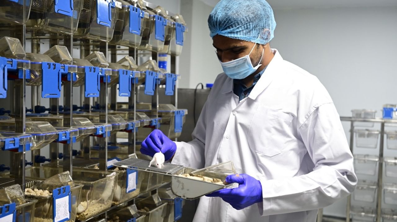A researcher handling a mouse beside the individually ventilated cage racks