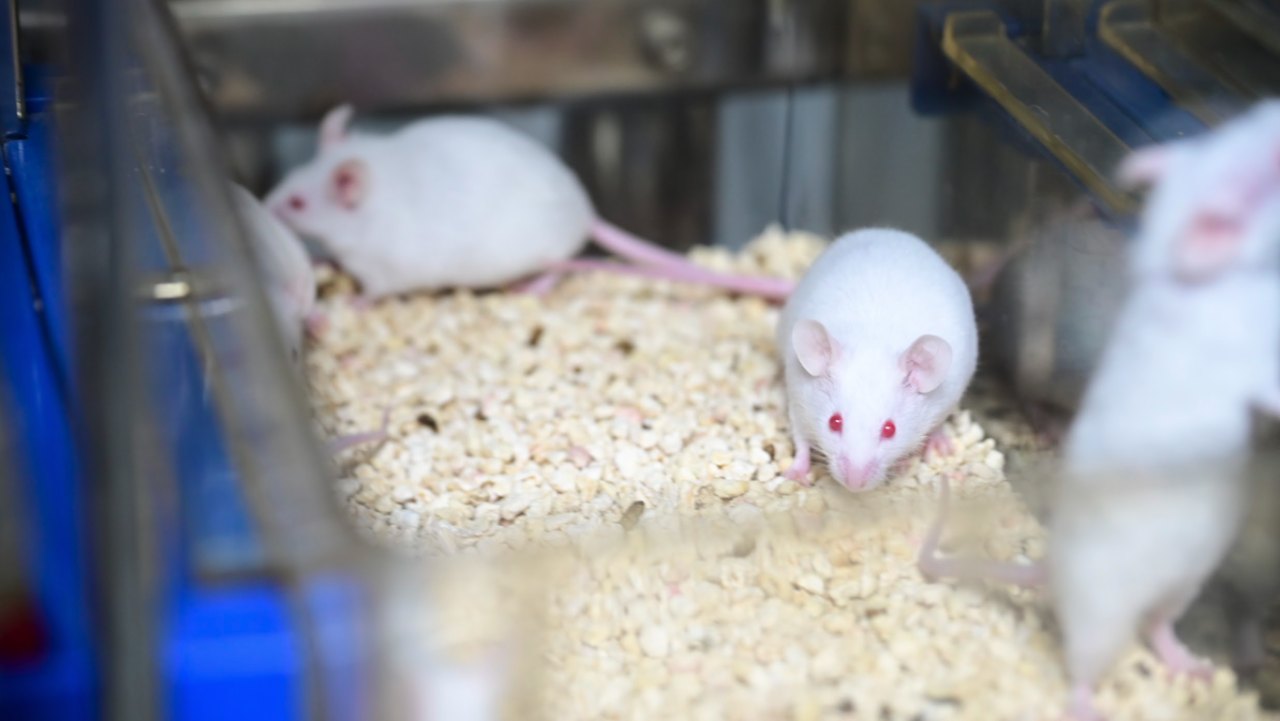 Mice in a holding cage at AMTZ-ARC